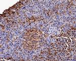 GAPDH Antibody in Immunohistochemistry (Paraffin) (IHC (P))