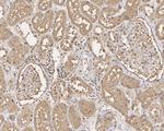 GAPDH Antibody in Immunohistochemistry (Paraffin) (IHC (P))