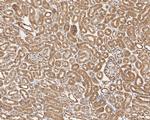 GAPDH Antibody in Immunohistochemistry (Paraffin) (IHC (P))