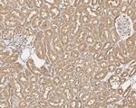 GAPDH Antibody in Immunohistochemistry (Paraffin) (IHC (P))