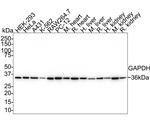 GAPDH Antibody in Western Blot (WB)