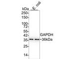 GAPDH Antibody in Western Blot (WB)