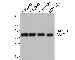 GAPDH Antibody in Western Blot (WB)