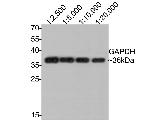 GAPDH Antibody in Western Blot (WB)