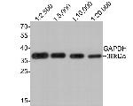 GAPDH Antibody in Western Blot (WB)