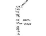 GAPDH Antibody in Western Blot (WB)