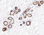 Estrogen Receptor alpha Antibody in Immunohistochemistry (Paraffin) (IHC (P))