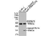 GSDMD Antibody in Western Blot (WB)