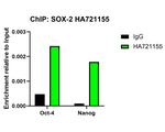 SOX2 Antibody in Immunohistochemistry (Paraffin) (IHC (P))