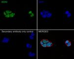 SOX2 Antibody in Immunohistochemistry (Paraffin) (IHC (P))