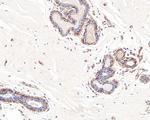 DOG-1 Antibody in Immunohistochemistry (Paraffin) (IHC (P))