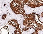 Hemoglobin alpha Antibody in Immunohistochemistry (Paraffin) (IHC (P))