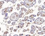 Hemoglobin alpha Antibody in Immunohistochemistry (Paraffin) (IHC (P))