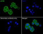 eIF4E Antibody in Immunocytochemistry (ICC/IF)