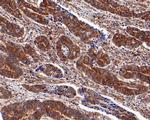 eIF4E Antibody in Immunohistochemistry (Paraffin) (IHC (P))