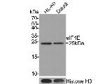 eIF4E Antibody in Western Blot (WB)