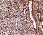 SPARC Antibody in Immunohistochemistry (Paraffin) (IHC (P))