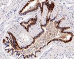 ALDH3A1 Antibody in Immunohistochemistry (Paraffin) (IHC (P))