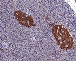 ENT1 Antibody in Immunohistochemistry (Paraffin) (IHC (P))