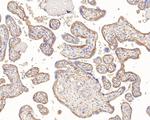 ENT1 Antibody in Immunohistochemistry (Paraffin) (IHC (P))