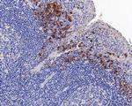 VIPR1 Antibody in Immunohistochemistry (Paraffin) (IHC (P))