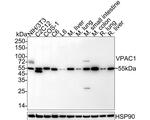 VIPR1 Antibody in Western Blot (WB)