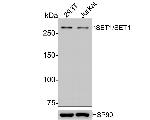 SETD1A Antibody in Western Blot (WB)