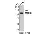 UBE1L Antibody in Western Blot (WB)