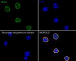 Bcl-2 Antibody in Immunocytochemistry (ICC/IF)