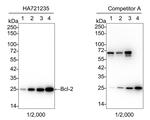 Bcl-2 Antibody in Western Blot (WB)