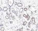 SOX10 Antibody in Immunohistochemistry (Paraffin) (IHC (P))