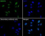 SOX10 Antibody in Immunocytochemistry (ICC/IF)