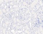 SOX10 Antibody in Immunohistochemistry (Paraffin) (IHC (P))