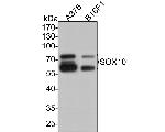 SOX10 Antibody in Western Blot (WB)