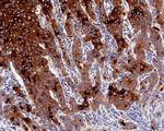 SSEA1 Antibody in Immunohistochemistry (Paraffin) (IHC (P))