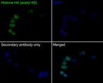 H4K8ac Antibody in Immunocytochemistry (ICC/IF)