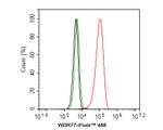 WDR77 Antibody in Flow Cytometry (Flow)