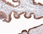 WDR77 Antibody in Immunohistochemistry (Paraffin) (IHC (P))