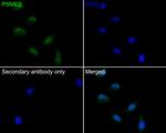 PSME2 Antibody in Immunocytochemistry (ICC/IF)