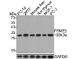 PSME2 Antibody in Western Blot (WB)