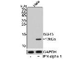 ISG15 Antibody in Western Blot (WB)