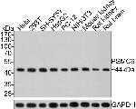 PSMC6 Antibody in Western Blot (WB)