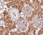 AOX1 Antibody in Immunohistochemistry (Paraffin) (IHC (P))