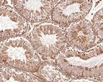 AOX1 Antibody in Immunohistochemistry (Paraffin) (IHC (P))