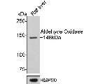 AOX1 Antibody in Western Blot (WB)