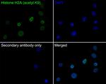 H2AK9ac Antibody in Immunocytochemistry (ICC/IF)