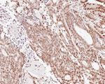 H2AK9ac Antibody in Immunohistochemistry (Paraffin) (IHC (P))