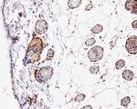 H2BK20ac Antibody in Immunohistochemistry (Paraffin) (IHC (P))