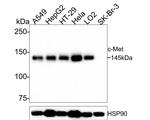 c-Met Antibody in Western Blot (WB)