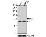 TRF2 Antibody in Western Blot (WB)